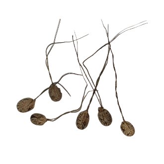 Energized Mohini Jadi pair for attraction rituals Energized Mohini Jadi pair for attraction rituals and remedies