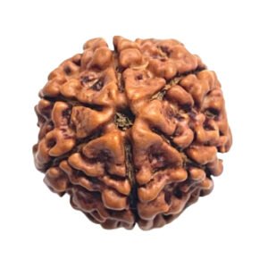 Rudraksha