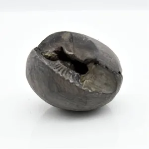 Shaligram Shila