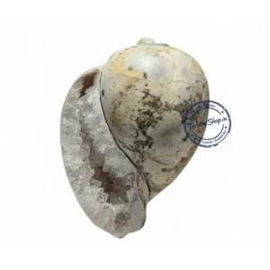 Energized Heera Shankh abhimantrit spiritual conch