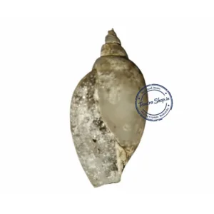 Tantra Shop Heera Shankh secure packaging