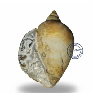 Lab certified Heera Shankh authenticity certificate