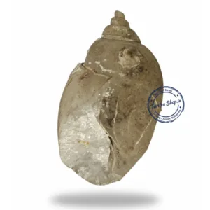 Dakshinavarti Heera Shankh placement in shop or office