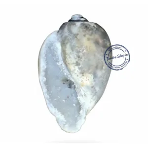 Rare Heera Shankh stone texture close view