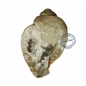 Lab certification Original Mahalaxmi Heera Shankh from Tantra Shop हीरा शंख