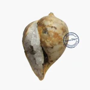 Natural Pahadi Dakshinavarti Shankh