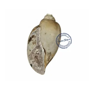 Rare Fossilized Conch Shell