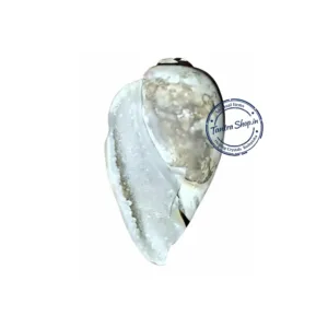 Original Dakshinavarti Heera Shankh authentic detail