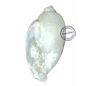heera shankh Fossil Quartz Shell Conch