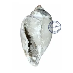 Diamond rock conch natural spiral pattern