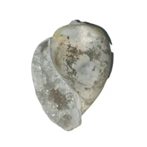 Dakshinavarti Heera Shankh right opening conch traditional view