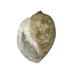 Mahalaxmi Heera Shankh top view spiritual conch