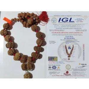 siddha rudraksha mala