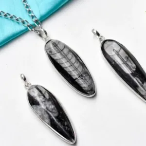 orthoceras kuber stone