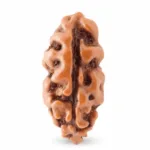 1 FACE JAVA RUDRAKSHA