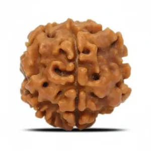 1 FACE NEPALI RUDRAKSHA