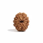 10 FACE NEPALI RUDRAKSHA