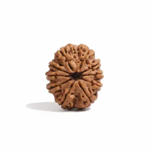 10 FACE NEPALI RUDRAKSHA
