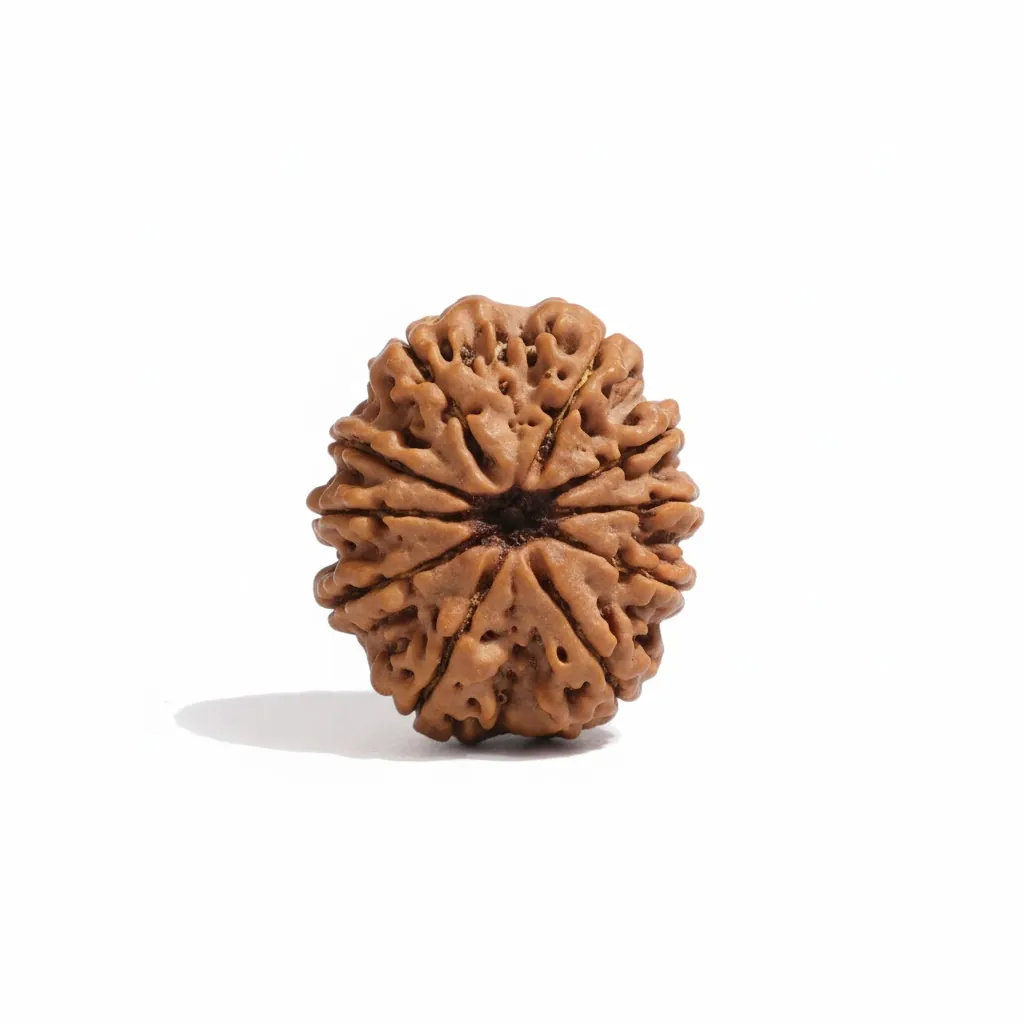 10 FACE NEPALI RUDRAKSHA 10 FACE NEPALI RUDRAKSHA