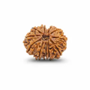 11 FACE NEPALI RUDRAKSHA