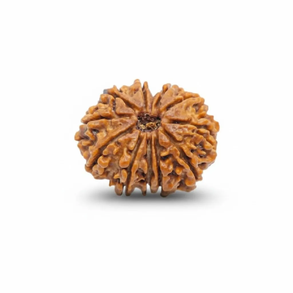 11 FACE NEPALI RUDRAKSHA 11 FACE NEPALI RUDRAKSHA