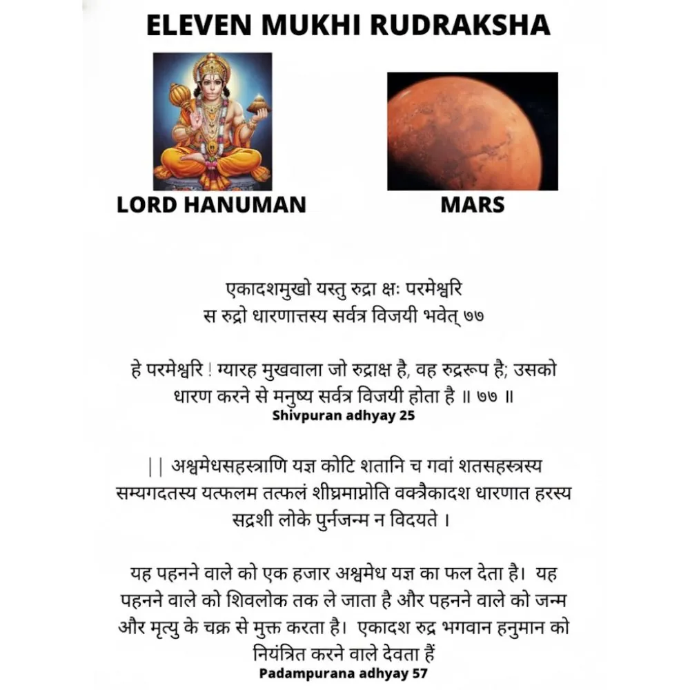 11 MUKHI RUDRAKSHA 11 MUKHI RUDRAKSHA