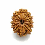 12 FACE NEPALI RUDRAKSHA