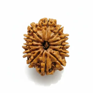 12 FACE NEPALI RUDRAKSHA