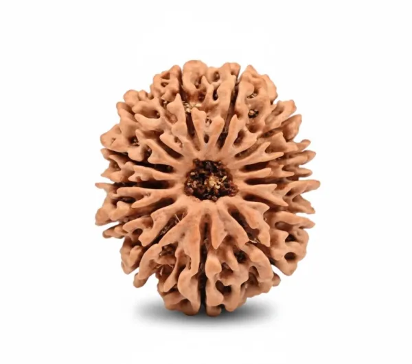 13 FACE NEPALI RUDRAKSHA