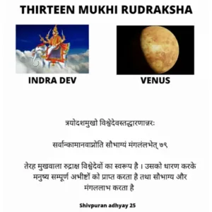 13 MUKHI RUDRAKSHA