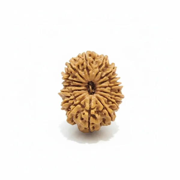 15 FACE NEPALI RUDRAKSHA