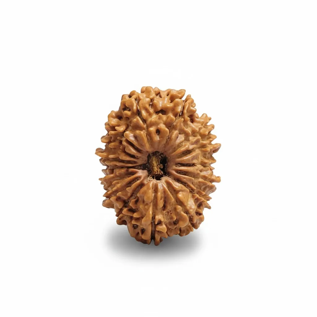 16 FACE NEPALI RUDRAKSHA 16 FACE NEPALI RUDRAKSHA