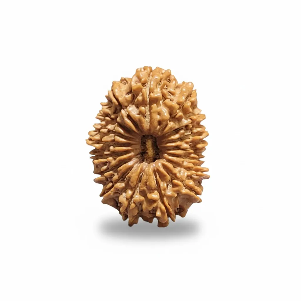 17 FACE NEPALI RUDRAKSHA 17 FACE NEPALI RUDRAKSHA