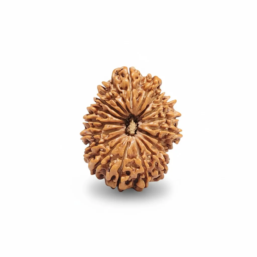 18 FACE NEPALI RUDRAKSHA 18 FACE NEPALI RUDRAKSHA
