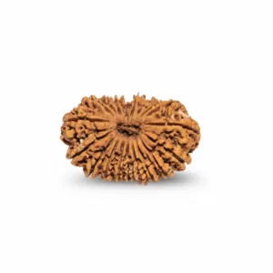 19 FACE NEPALI RUDRAKSHA