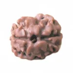2 FACE NEPALI RUDRAKSHA