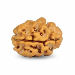 2 FACE NEPALI RUDRAKSHA CERTIFIED