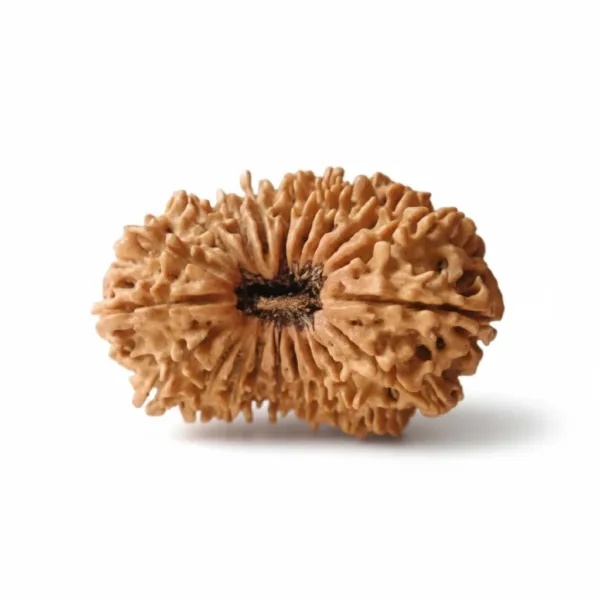 20 FACE NEPALI RUDRAKSHA