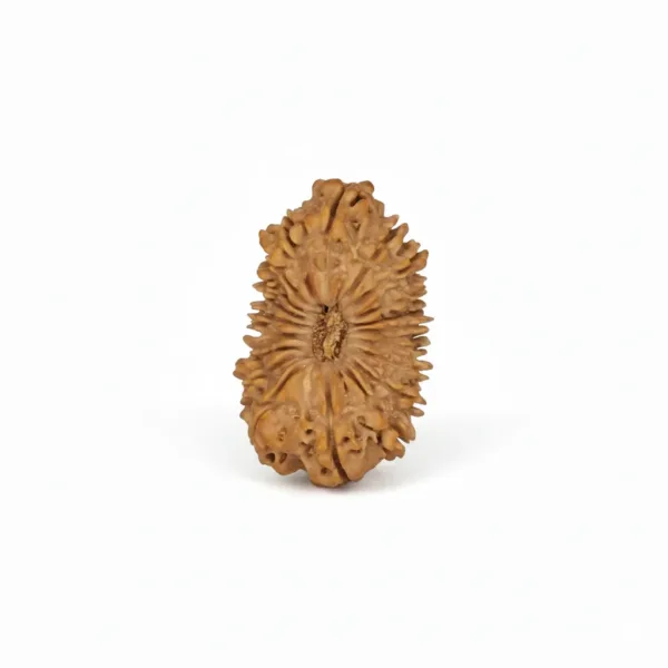 21 FACE NEPALI RUDRAKSHA