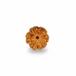 6 FACE NEPALI RUDRAKSHA