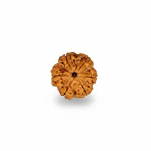 6 FACE NEPALI RUDRAKSHA