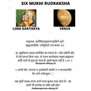 6 MUKHI RUDRAKSHA