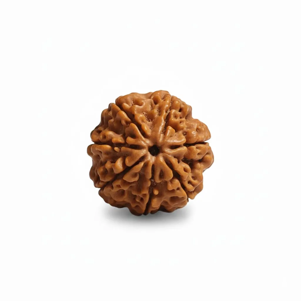 7 FACE NEPALI RUDRAKSHA 7 FACE NEPALI RUDRAKSHA