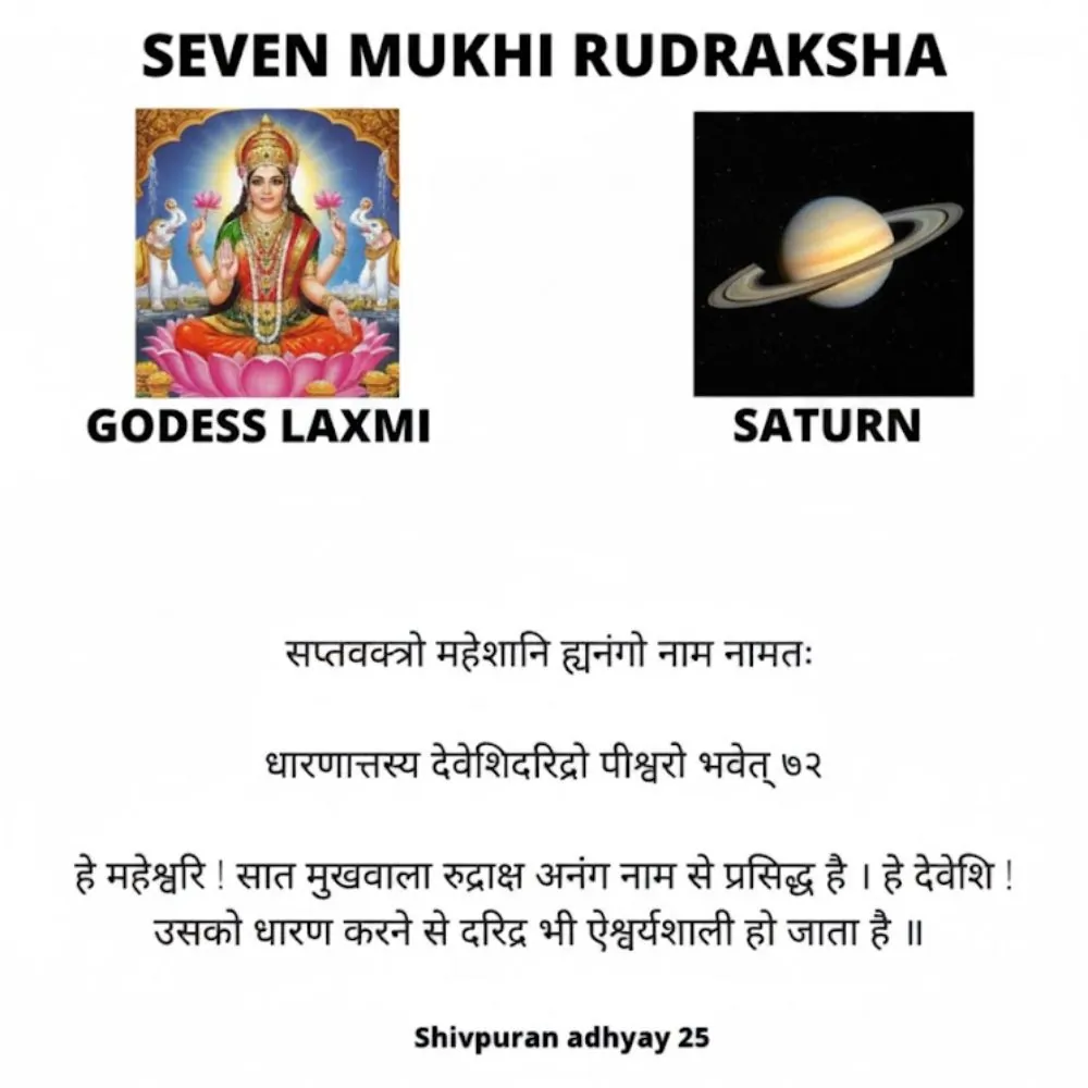 7 MUKHI RUDRAKSHA 7 MUKHI RUDRAKSHA