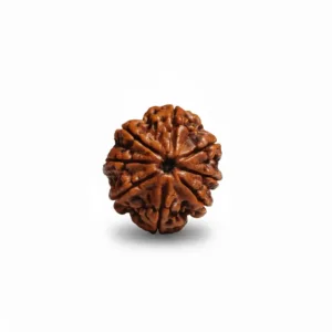 8 FACE NEPALI RUDRAKSHA