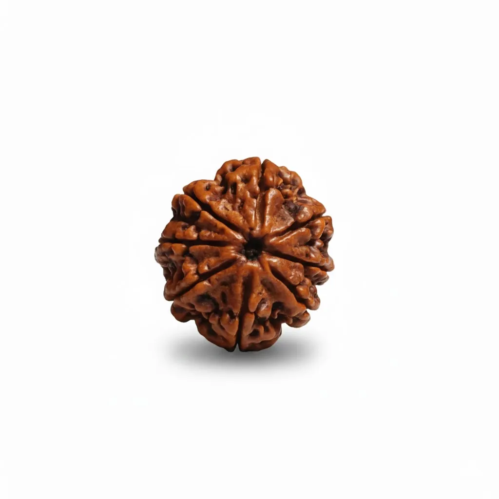 8 FACE NEPALI RUDRAKSHA 8 FACE NEPALI RUDRAKSHA