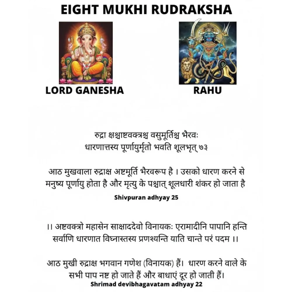 8 MUKHI RUDRAKSHA 8 MUKHI RUDRAKSHA