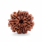 9 FACE NEPALI RUDRAKSHA