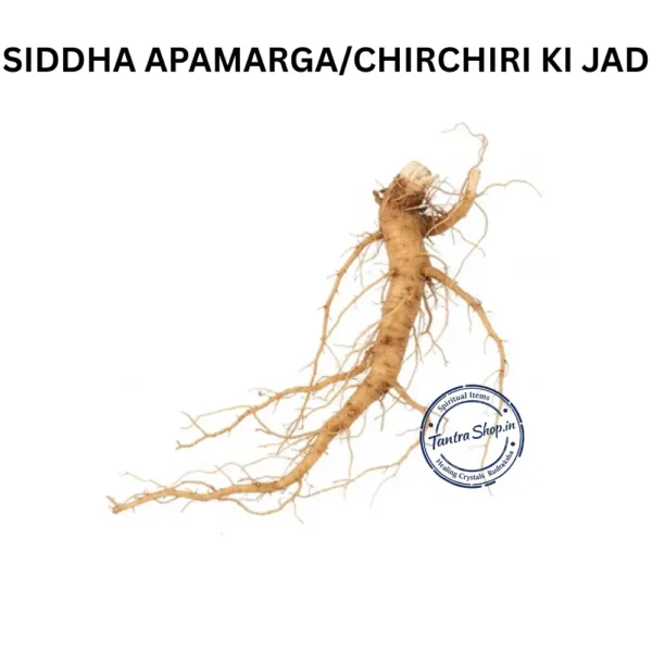 APAMARGA CHIRCHIRI KI JAD APAMARG ROOT