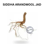 ARANDI ARANDMOOL KI JAD CASTOR ROOT